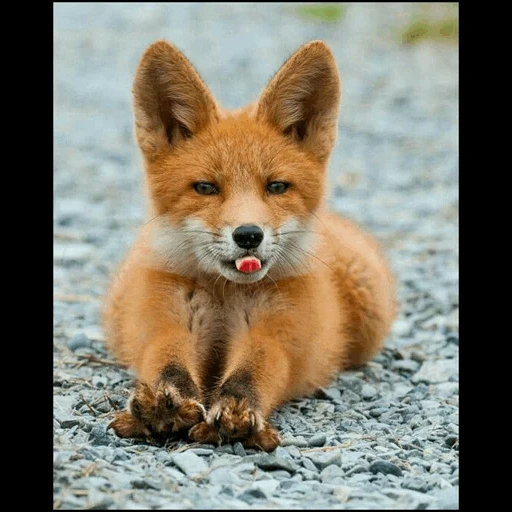 the fox, der fuchs der fuchs, red fox, der fuchs ist schlau, sich für das mädchen einsetzen