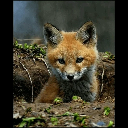 rubah, rubah, fox fox, rubah itu liar, fox brown