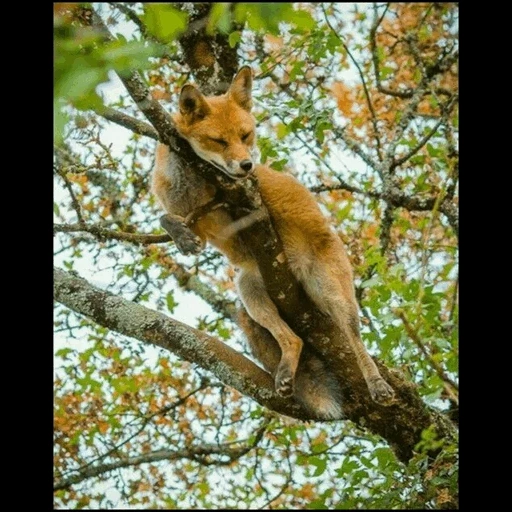 fox, fox wild, renard roux, renard contre arbre, le renard s'est presque enfui pour ce malheureux événement