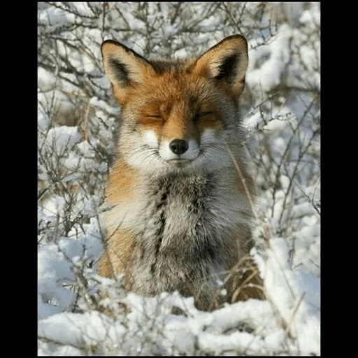 rubah, fox musim dingin, rubah merah, rubah merah, salju rubah rubah