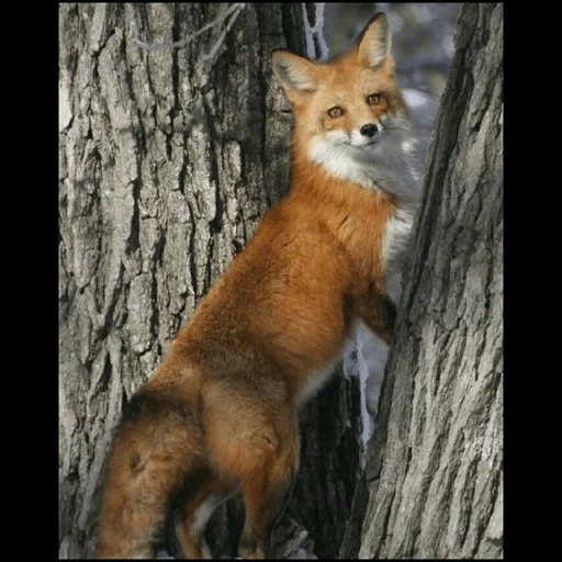 fox, renard renard, l'été du renard, renard roux, renard contre arbre