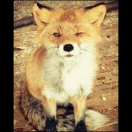 gato, fox, fox fox, raposa vermelha, raposa