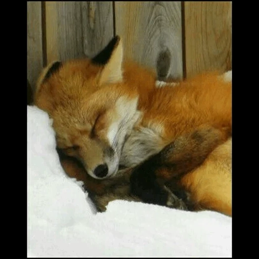 rubah, fox fox, rubah tidur, fox yang mengantuk, fox alice lisyao