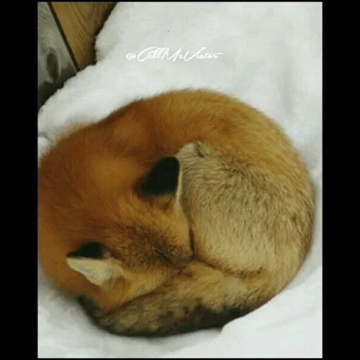fox, fox with a ball, fox kalachik, fox with a ball, the fox sleeps with a ball
