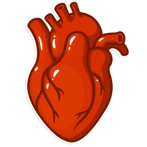 орган сердце, сердце человека, сердце человеческревектор