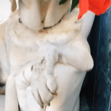 estatua de conejo, liebre flor lfz, pequeña estatua de pavone, estatua de conejo de porcelana, serie de perros mafiosos de gángsters