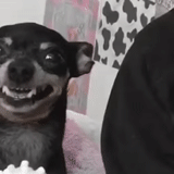 chihuahua teeth, the animals are cute, the dog is funny, funny animals, the dog smiles awkwardly