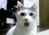 cat, cat shock, the cat is surprising, a surprised cat, surprised cat meme