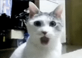 gato, choque de gatos, el gato es sorprendente, un gato sorprendido, meme de gato sorprendido