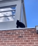 gato, gatos, gato, sly cat, telhado de gato