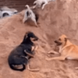 dog, dog, animals, dog, monitor lizard versus dog