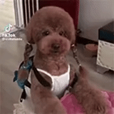 perro vip, el caniche de teddy, ese caniche, esa raza vip, peinado coreano marrón rojizo canino ty