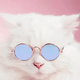 cat, a furry cat, mobile phone wallpaper, white furry cat