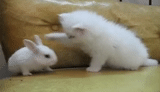coniglio, coniglio bianco, i conigli, coniglio gnomo, decorazione bianca coniglio