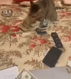 gato, gato, rey arturo, evgeny petrosyan, fondo de pantalla de ventilador de teléfono amir kashakov