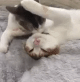 cat, seal, seals are ridiculous, gif cat kiss, cute cats are funny