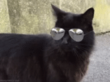 gato, gafas de gato, gato negro