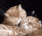 die katze, die gurgelnde katze, liebe die katze, die zärtlichkeit der katze, küssende robben