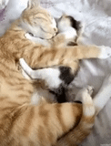 die katze, kätzchen, mama katze, umarmen sie die katze, die robbe in der umarmung