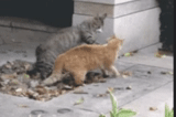 cat, cat, animal cat, courtyard cat, a cheerful animal