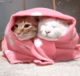 кошечка, кот одеяле, милые котики, котик одеяле, котик одеялке