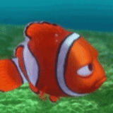 alla ricerca di nemo, marin coral nemo, neo fish cartoon, piccolo fish nemo cartoon, finding nemo 2003 screencaps