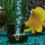 aquarium gif, finding nemo, the gifs are cool, home plant, animated gifs