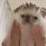 hedgehogs are happy, hedgehog animals, a lovely animal, imitation hedgehog, african hedgehog
