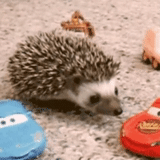 hedgehog, hedgehog, hedgehog carl, hedgehouse casero, hedgehog africano enano