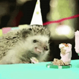gif hérisson, le hérisson mange un gâteau, les animaux sont mignons, le hérisson mange un gâteau, joyeux anniversaire hérisson