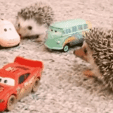hedgehog, hedgehog, hedgehog engraçado, pequeno ouriço, hedgehog anão africano