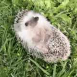 hedgehog, hedgehog fofo, pequeno ouriço, hedgehog africano, hedgehog anão africano
