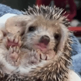hedgehog, hedgehog bocejando, hedgehog encaracolado, pequeno ouriço, hedgehog africano anão