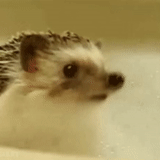hedgehog water, hedgehog gif, gif hedgehog, hedgehogs are washing, hedgehog bathing