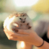 gifer, hedgehog fofo, garota hedgehog, hedgehog sorridente, muito fofa hifas