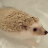 hedgehog, lindo erizo, hedgehog está lavando, hedgehog nadando, nadar salvaje hedgehog