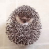 hedgehog, lindo erizo, pequeño erizo, hedgehog, hedgehog está aislado