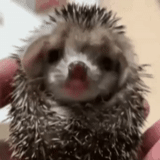 hedgehog, lovely hedgehog, hedgehogs yawn, sting hedgehog, dwarf african hedgehog