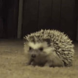 vanukov, lovely hedgehog, domestic hedgehog, little hedgehog, dwarf hedgehog