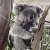 koala, koala, cubs carvão, animal coala, koala caseira
