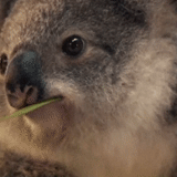 koala, koala, gif koala, beaux charbons, animal de charbon