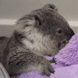 koala, cubs coals, coala animal, homemade koala, little koala