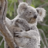 коала, мишка коала, детеныш коалы, животное коала, мишка коала детенышем
