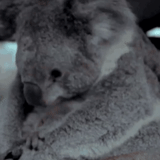 koala, koala, tarjeta koala gif, oso koala, koala animal