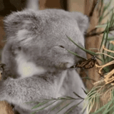 koala, le koala, papillon koala, animal de charbon, petits charbons