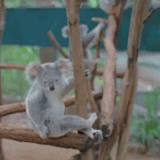 koala, koala, gif koala, les meilleures animations, koala du zoo de moscou