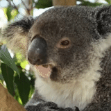 koala, koala, orso coala, animale di coala, animale marsupiale di koala