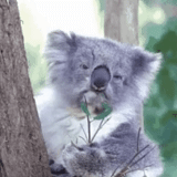 koala, koala, choc koala, koala arbre, animal de charbon