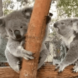 koala, koala, cubs carbone, animale di coala, animali di koala