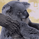 koala, koala dort, profil coala, koala dort un arbre, koala mange de l'eucalyptus